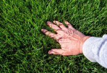 How to get a green lawn: man's hand touching green, vibrant grass.