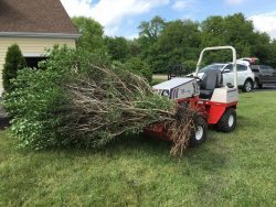 Ventrac tree